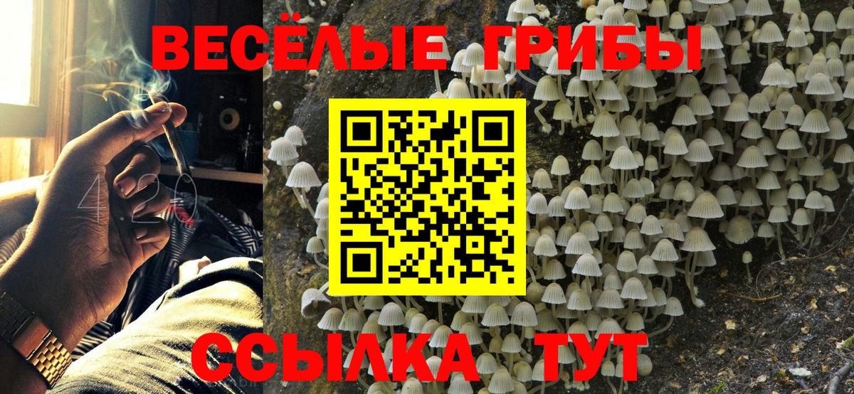 Галлюциногенные грибы Psilocybe  Гусь-Хрустальный 